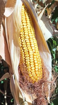 Maiz para palomitas y pan