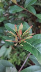 beautiful flower ready for blooming.