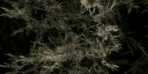 Filigrane mikroskopische hochdetaillierte braune Strukturen für Forschung, Biologie und Gesundheitswissenschaften, Natur, Wachstum, Algen
