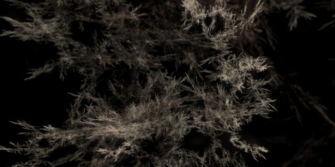 Filigrane mikroskopische hochdetaillierte braune Strukturen für Forschung, Biologie und Gesundheitswissenschaften, Natur, Wachstum, Algen
