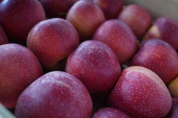Apples are arranged in containers in a large garden. Harvesting.