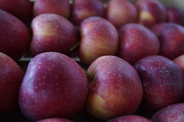 Apples are arranged in containers in a large garden. Harvesting.