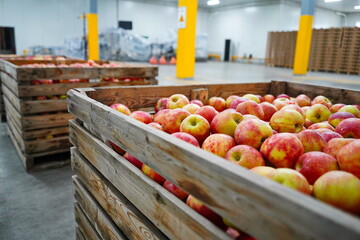 Apples are arranged in containers in a large garden. Harvesting.