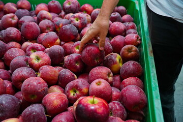 Apples are arranged in containers in a large garden. Harvesting.
