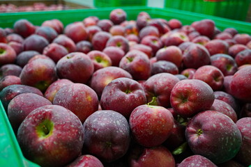 Apples are arranged in containers in a large garden. Harvesting.