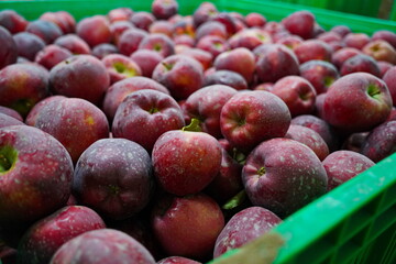 Apples are arranged in containers in a large garden. Harvesting.