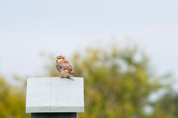Molting House Sparrow Rest Atop a Birdhouse