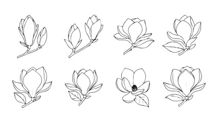 Collection of hand drawn magnolia flower buds and blooms artistic sketch style silhouette