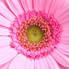 Close-up of a vibrant pink gerbera daisy