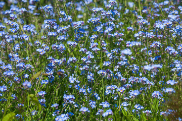 Fototapeta premium Vergissmeinnicht (Myosotis sylvatica)