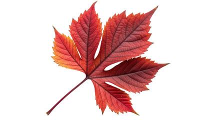 Isolated autumnal virginia creeper leaf displays vibrant red color, autumn season nature