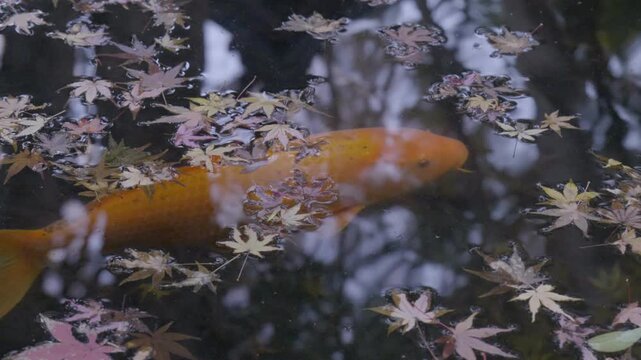 In autumn, the leaves of the maple tree fall into the fountains of Buddhist temples in Japan, and Koi fish swim among the colors.