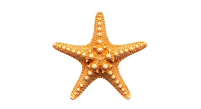 Isolated sea star in five point form, starfish, textured sea life, summer, marine animal