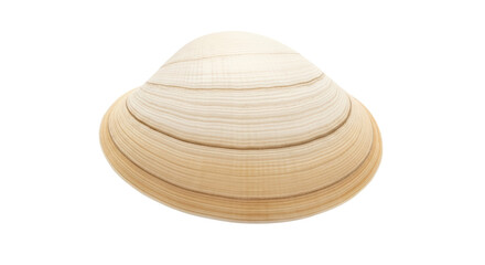Isolated beige clam shell, a bivalve mollusk found on ocean beach, sandy, seaside, marine animal © Natalia