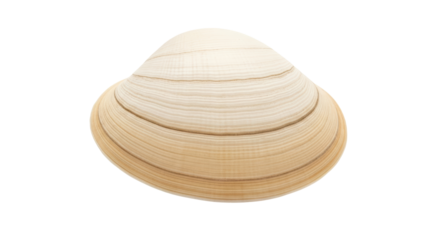 Isolated beige clam shell, a bivalve mollusk found on ocean beach, sandy, seaside, marine animal