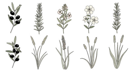 A botanical illustration of various herbs and plants including olives and wildflowers, with a muted color palette