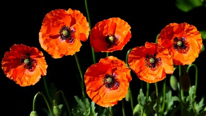 Obraz premium Vibrant Orange Poppies Blooming Against a Dark Background