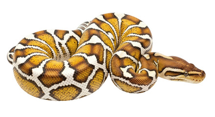 Isolated Ball Python curled up, a constrictor with a distinctive pattern on its scales