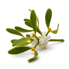 Obraz premium Fresh Green Mistletoe