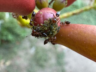 Close up of ants and aphids on a flower. Symbiosis of insects on plant surface showing garden pests...