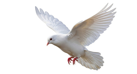 Isolated white dove in flight with wings outstretched, beautiful bird with smooth feathers