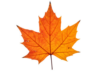 Vibrant Autumn Maple Leaf on White Background – Golden Fall Foliage for Seasonal Designs & Natural Concepts