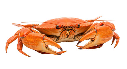 Isolated orange crab with large claws, ready for a seafood dinner or a coastal-themed project