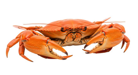 Isolated orange crab with large claws, ready for a seafood dinner or a coastal-themed project