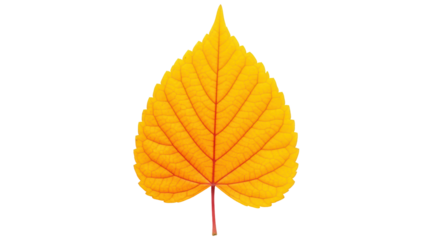 Isolated autumn leaf of a linden tree shows yellow-orange colors with delicate veins