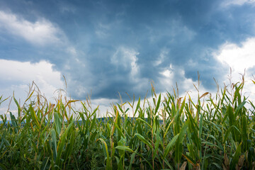 Corn stalks in a maze under stormy skies.