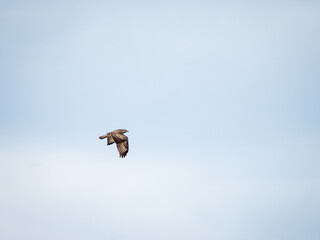 A magnificent hunting Buzzard, Buteo buteo, flying in the blue sky.