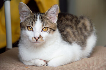 Kot © Данил Шилов