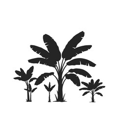 Silhouetted tropical banana plants and trees in a lush grove against a white background
