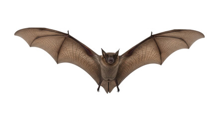 Obraz premium Isolated bat in flying position with its wings spread, front view of an animal in flight