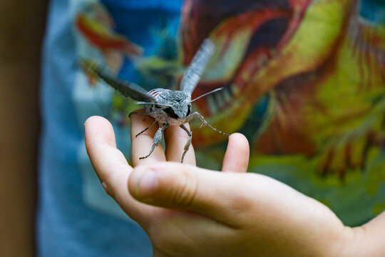 Large, furry Hummingbird hawk-moth Night butterfly Agrius convolvuli with feathery antennae perches on child’s fingertip, its detailed wings spread slightly against vibrant, blurred background