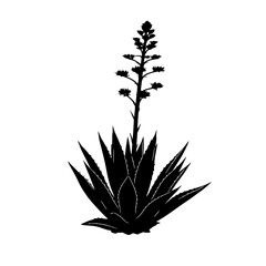 Silhouette of a blooming agave plant with a tall flower stalk against a white background