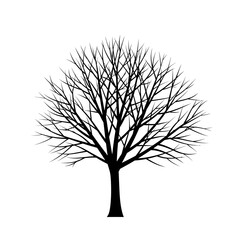 Obraz premium Silhouette of a large deciduous tree with intricate bare branches against a stark white background