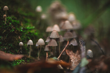 Tiny mushrooms growing on a moss-covered tree trunk in a lush forest create a captivating scene, highlighting the intricate beauty of nature's delicate ecosystem and rich foliage