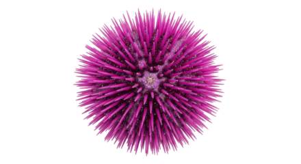 Isolated Sea Urchin with Purple Spikes on a Simple Background, Fresh Ocean Underwater Creature