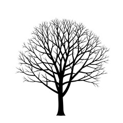 Fototapeta premium Silhouette of a bare deciduous tree with intricate branches against a stark white background