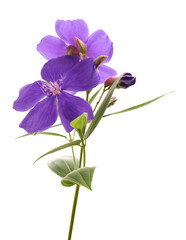 Obraz premium Malabar melastome flowers with leaves, Tropical purple flower isolated on white background 