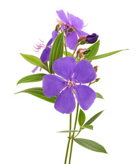 Malabar melastome flowers with leaves, Tropical purple flower isolated on white background	
