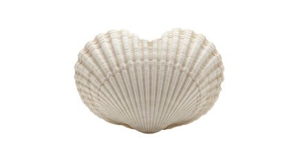 Isolated scallop shell showcasing its ridged texture and scalloped edges on seamless backdrop