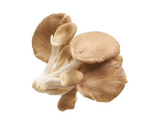 Oyster mushroom, Indian oyster, Pleurotus pulmonarius on white background, with clipping path	
