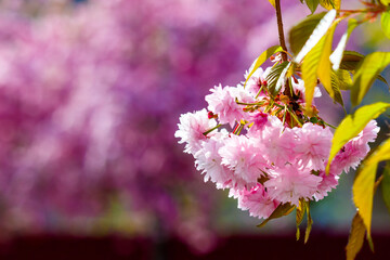 lush cherry blossom in spring. delicate pink flower petals. closeup of japanese kanzan sakura....