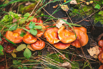 Clusters of vibrant orange mushrooms thrive on a mossy log amidst fallen leaves and pine needles, capturing the essence of autumn in a forest setting