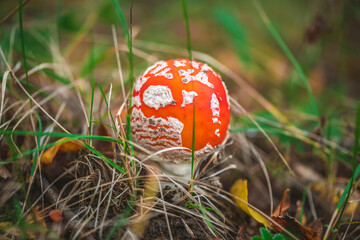 Vibrant amanita muscaria mushroom pushing through the forest floor, displaying its distinctive orange cap with white warts among fallen leaves in an autumn woodland