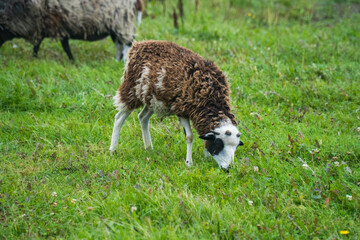  The sheep are grazing in the meadow