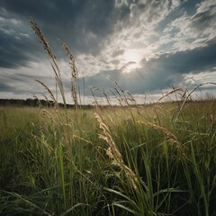 Obraz premium “Wild grass swaying under cloudy sky, blank space above horizon”