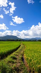Countryside Path Through Rice Fields